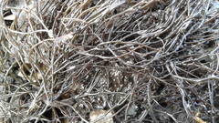 Gracilaria