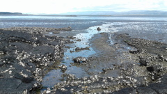 Gracilaria