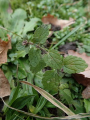 Veronica chamaedrys chamaedrys