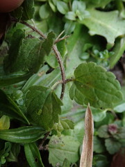 Veronica chamaedrys chamaedrys