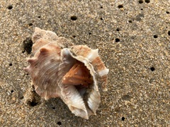 Bursidae