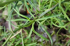 Senecio inaequidens
