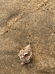 Bursidae