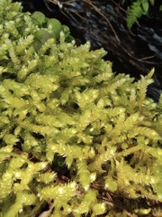 Hypnum plumaeforme