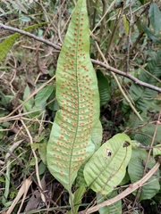 Neocheiropteris ovata