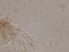 Chaenotheca olivaceorufa