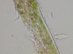 Chaenotheca olivaceorufa