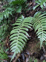 Plagiogyria japonica