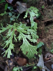 Selaginella doederleinii