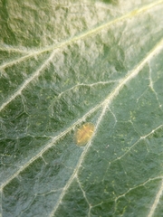 Lichtensia viburni