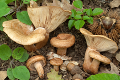 Lactarius fraxineus