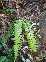 Asplenium normale