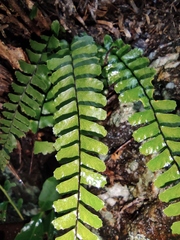 Asplenium normale