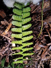 Asplenium normale