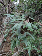 Dendropanax proteus