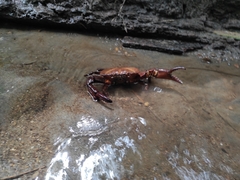 Pseudothelphusidae