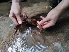 Pseudothelphusidae