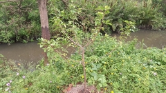 Schinus terebinthifolia