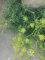 Crithmum maritimum