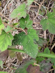 Rubus alceifolius