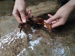 Pseudothelphusidae