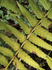 Diplazium esculentum