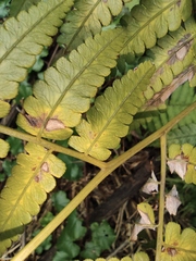 Diplazium esculentum