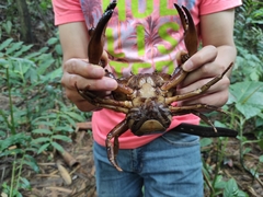 Pseudothelphusidae