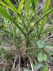 Miscanthus floridulus