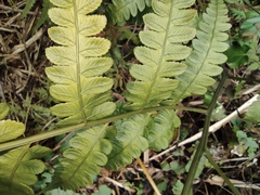 Diplazium esculentum