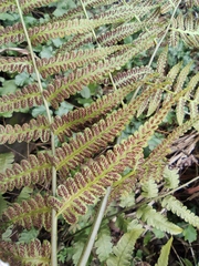 Diplazium esculentum