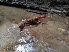 Pseudothelphusidae