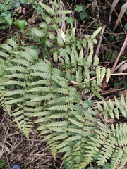 Diplazium esculentum
