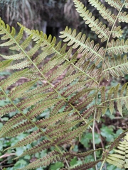 Diplazium esculentum
