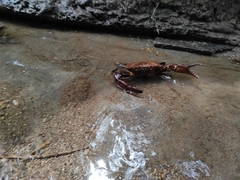 Pseudothelphusidae