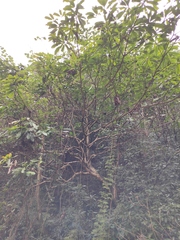 Lindera megaphylla