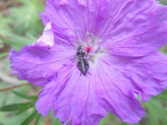 Oedemera atrata
