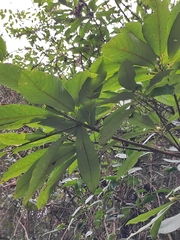 Lindera megaphylla