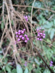 Callicarpa bodinieri