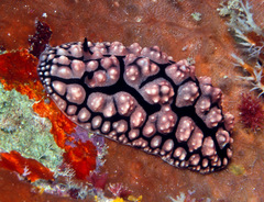 Phyllidiopsis
