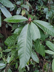Lindera megaphylla
