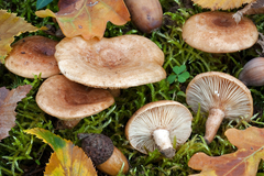 Lactarius fraxineus
