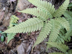 Pteris oshimensis