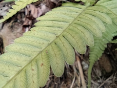 Pteris oshimensis