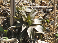 Lilium tsingtauense