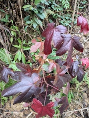 Liquidambar formosana
