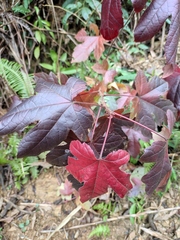 Liquidambar formosana