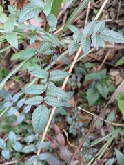 Rubus sumatranus