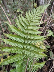 Dryopteris bissetiana
