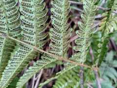 Dryopteris bissetiana